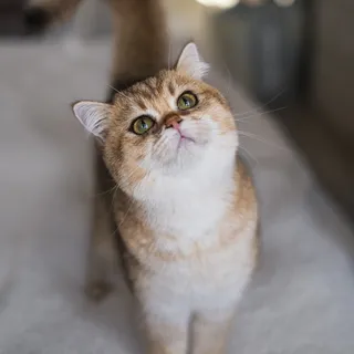 Paula the cat