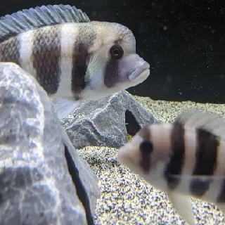 The Printed Aquarium