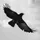 ravenz
