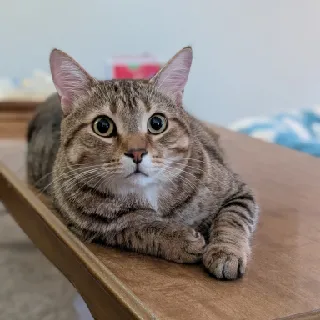 SadNarwhal