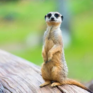 Autistic_meerkat