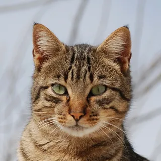 tabicat