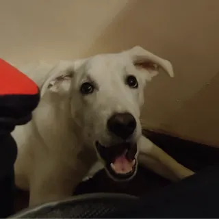 Gabe