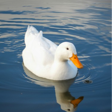 DuckLabs