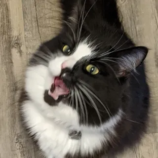 SkunkFunction