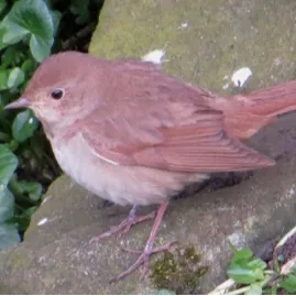 Redbird