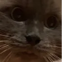 Shaozi