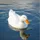 DuckLabs