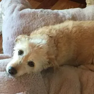 Robert