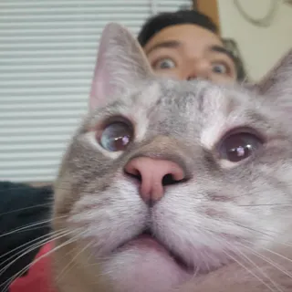 Loompia