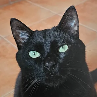 Alejandro