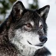 WolfnPrinting