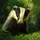 BadgerPrints