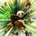 Pandas