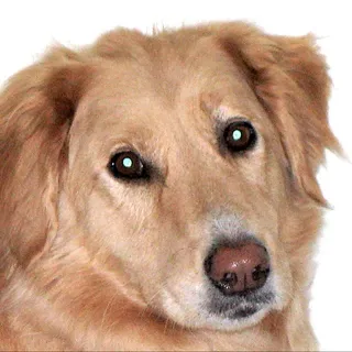 DesmoDog