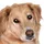 DesmoDog