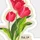 Tulipan rojo