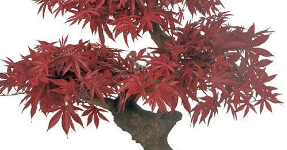 Bonsai | Printables.com