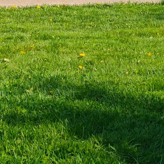 Voron