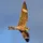 x NightlyHawk x