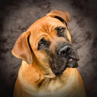 Dutchy