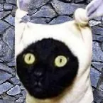 ScaredyCat