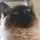 sneering lemur85