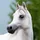 Arabianbreed