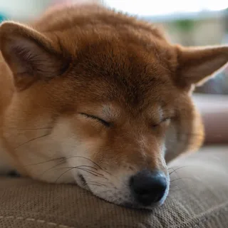 DastardlyDoge