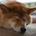 DastardlyDoge