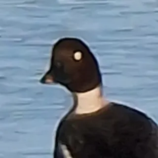 Anaakkeli