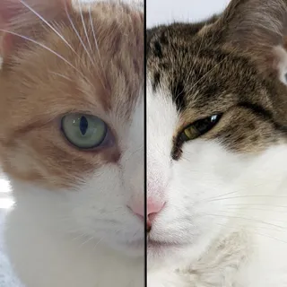 TheTremendousDuo