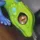 Larry The Lizard