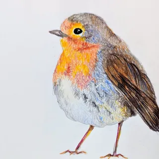 Birdy