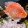 DaFish_22