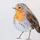 Birdy