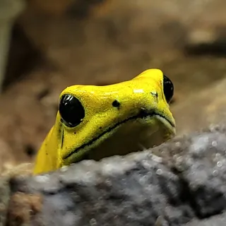 Limpfish
