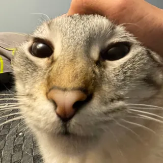 EpictheHamster