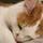CharlieCatMeow