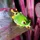 Amphibian_Lover
