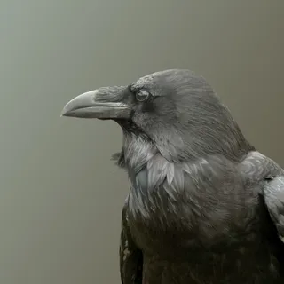 Corvus Oculum