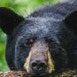 blckbear