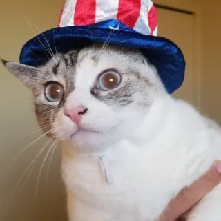 PotatoCat