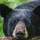 blckbear