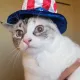 PotatoCat