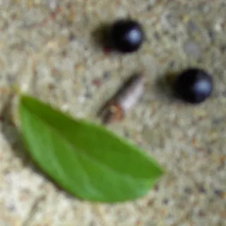 ChriBra