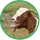 CajunGoat