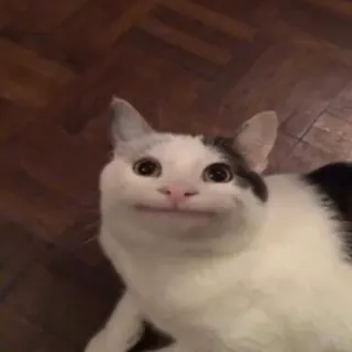 johny haky