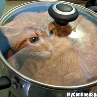 cat_on_pot