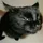 cute_kittycat006